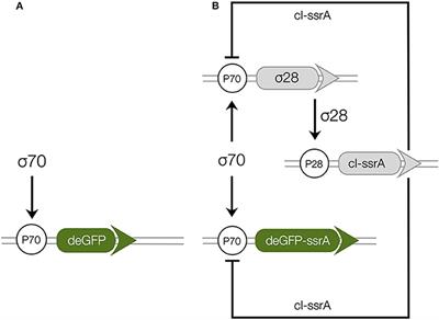 Effective Biophysical Modeling of Cell Free <mark class="highlighted">Transcription and Translation</mark> Processes